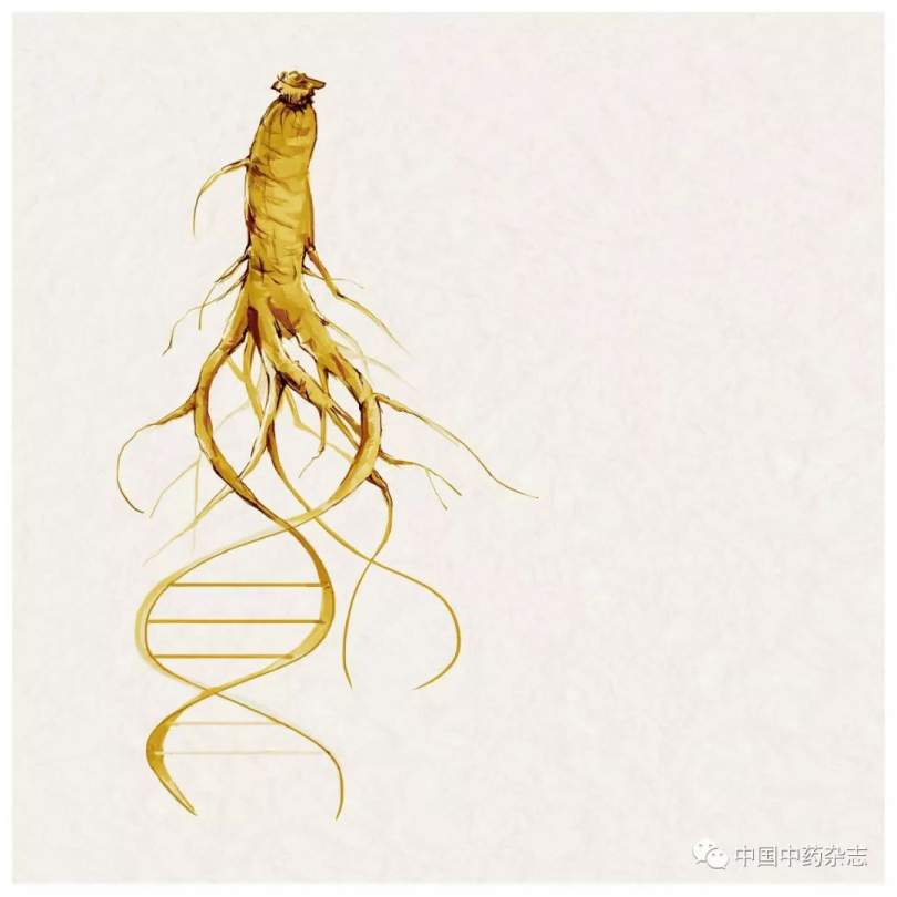 大学生中医药思潮 从上党人参的兴灭到中药材保护 中国数字科技馆 大学生中医药思潮 从上党人参的兴灭到中药材保护 中国数字科技馆