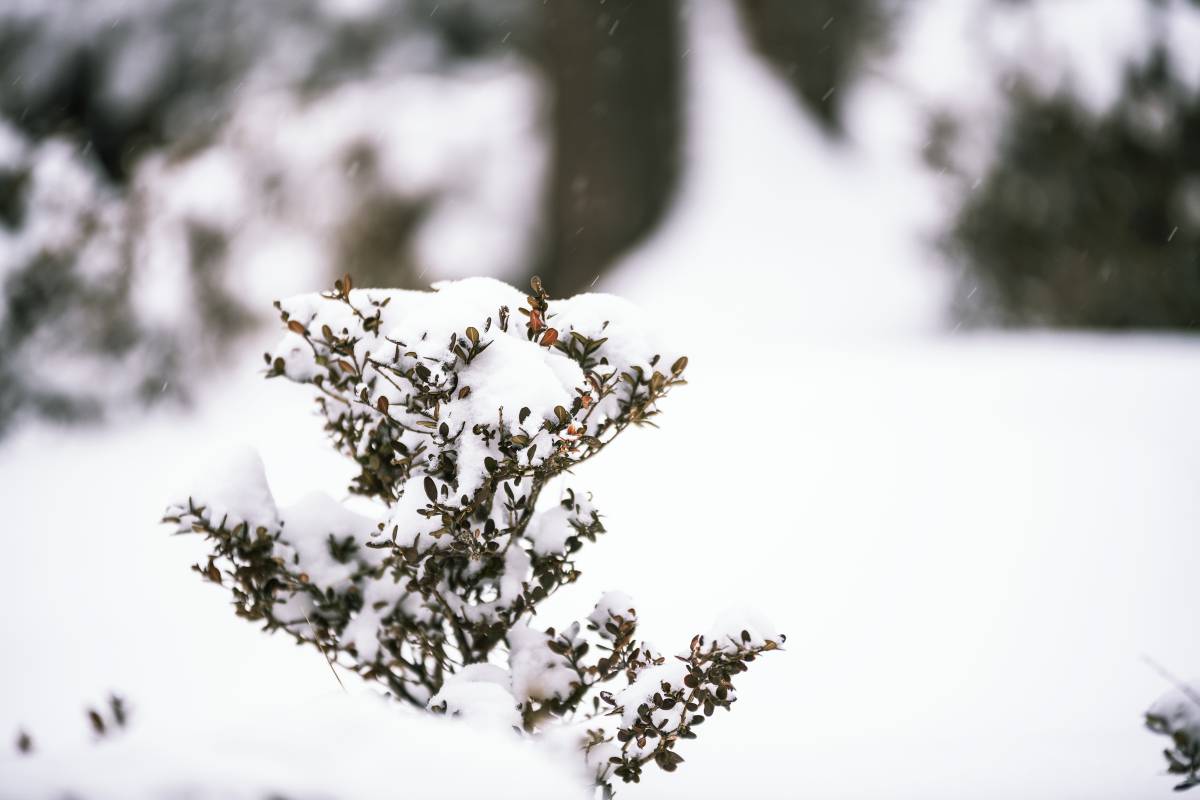 大雪