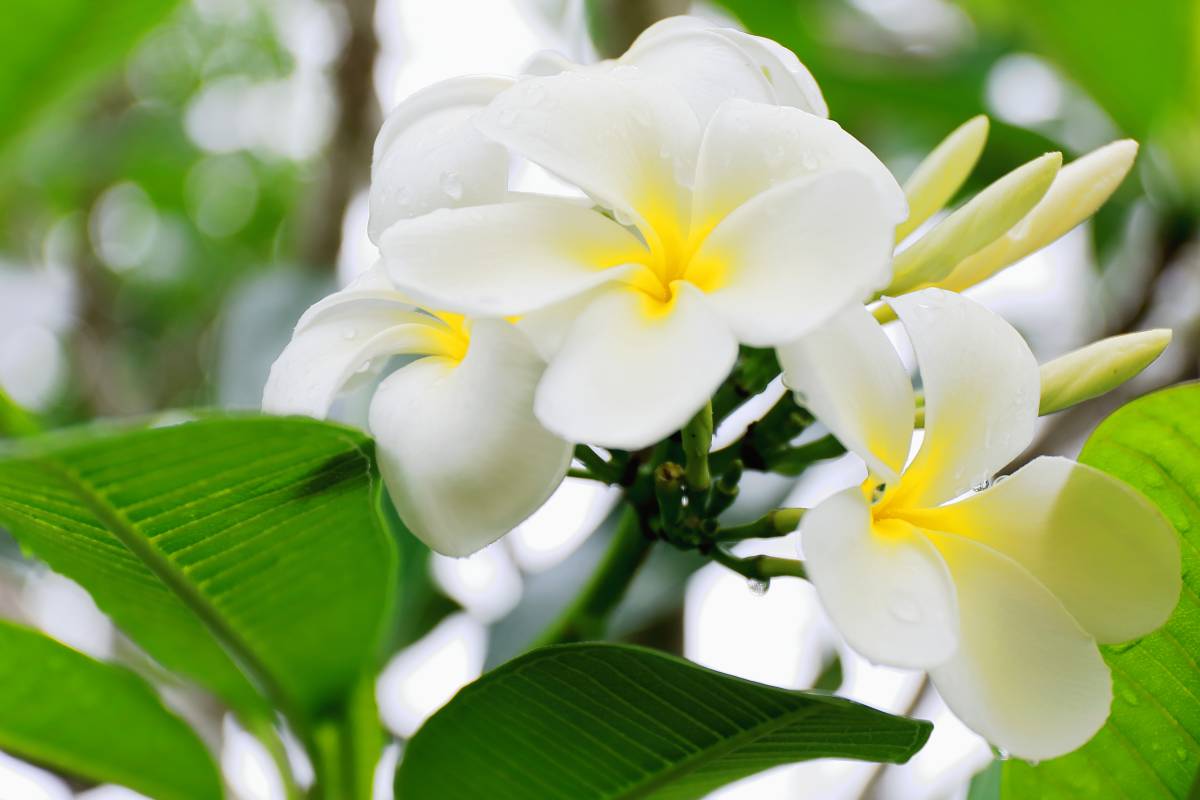 栀子花
