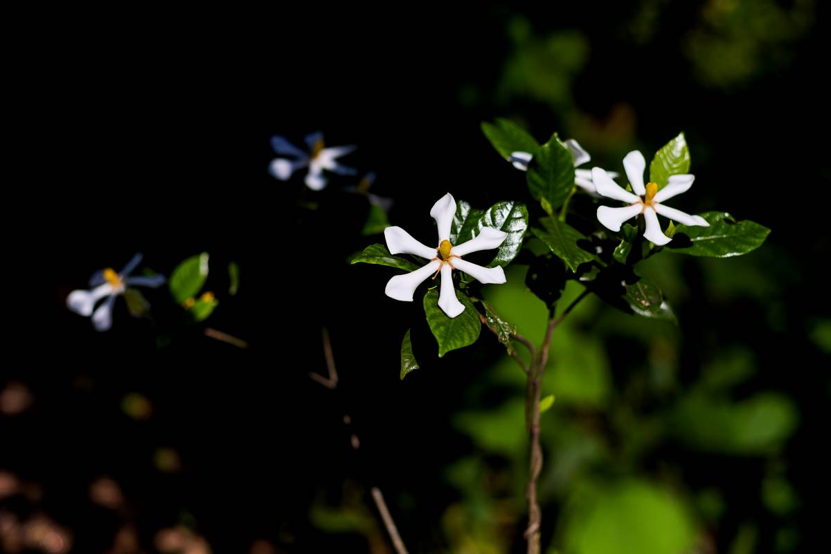 栀子花