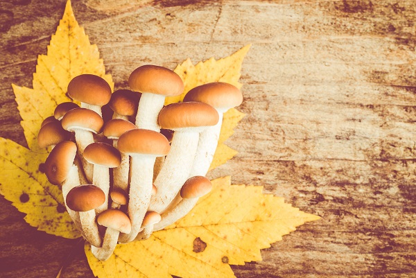 用来炒菜、炖汤,味道最棒 用来炒菜、炖汤,味道最棒