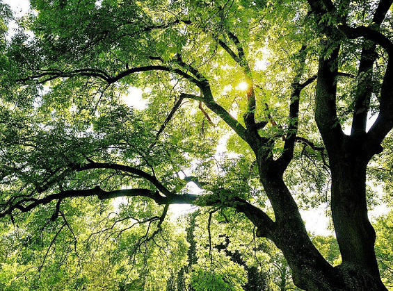 常挪的树不会长得太茂盛