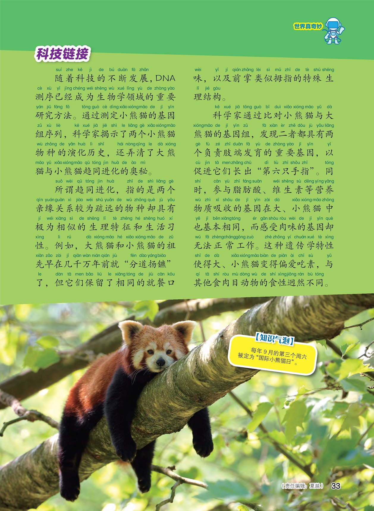 国宝探秘之小熊猫
