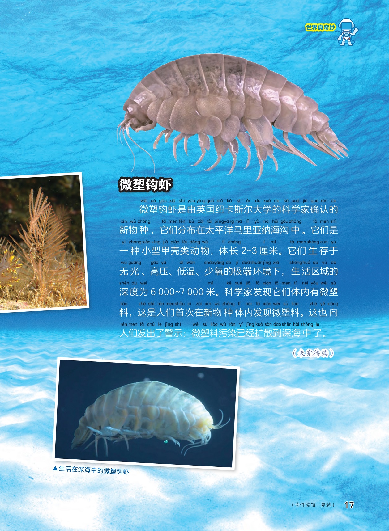 微塑钩虾分布在太平洋马里亚纳海沟,新物种体内有微塑料