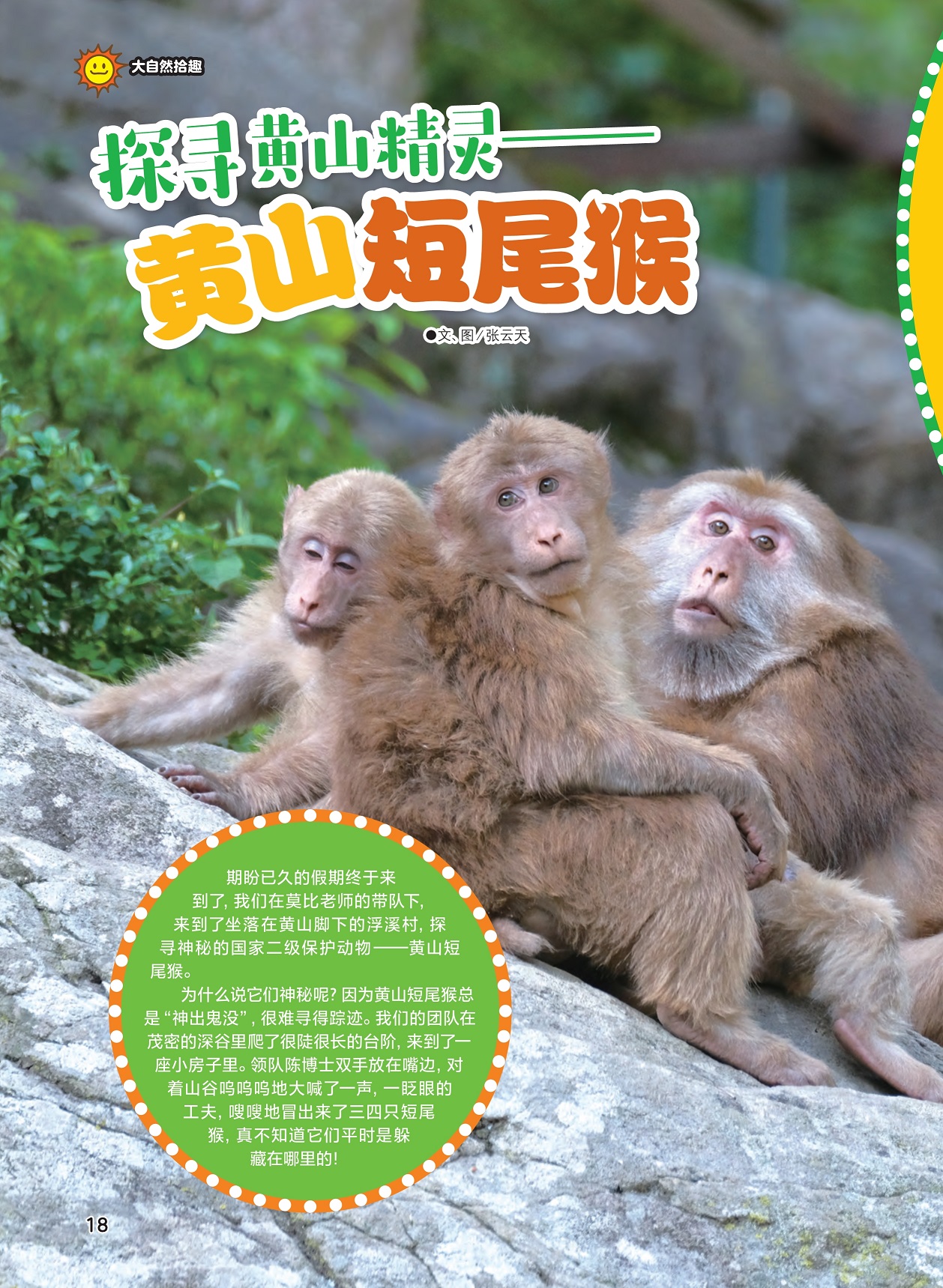 二级保护动物黄山短尾猴,黄山短尾猴难寻踪迹