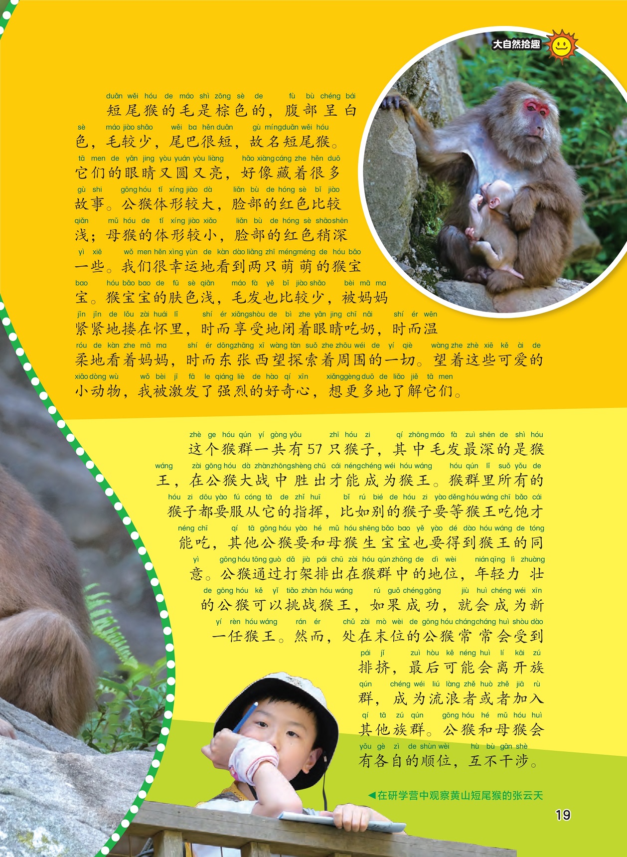 黄山短尾猴的外表,黄山短尾猴的族群生活