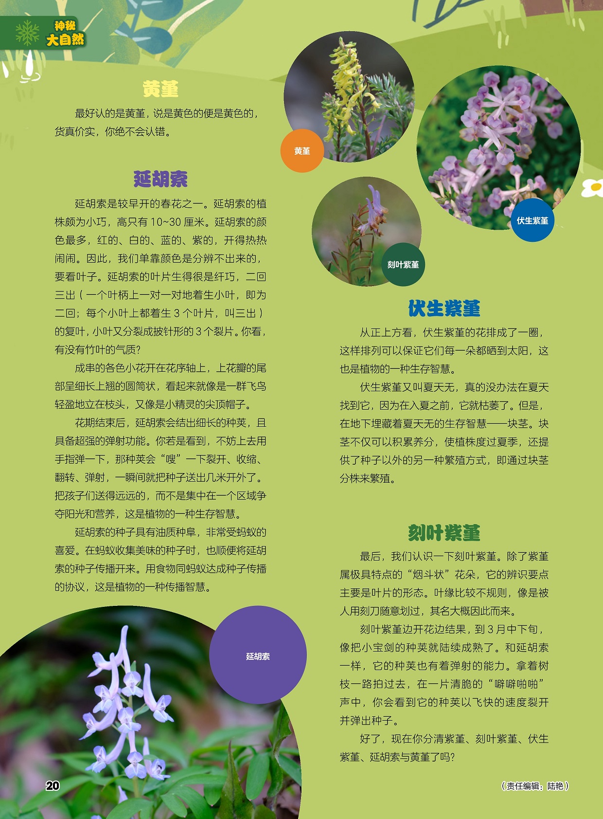 延胡索是较早开的春花之一,伏生紫堇又叫夏天无