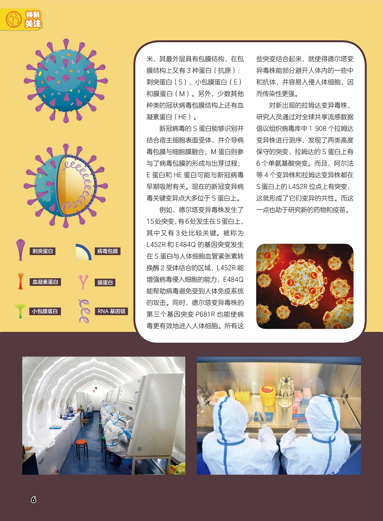 新冠病毒的S蛋白,新出现的拉姆达变异毒株