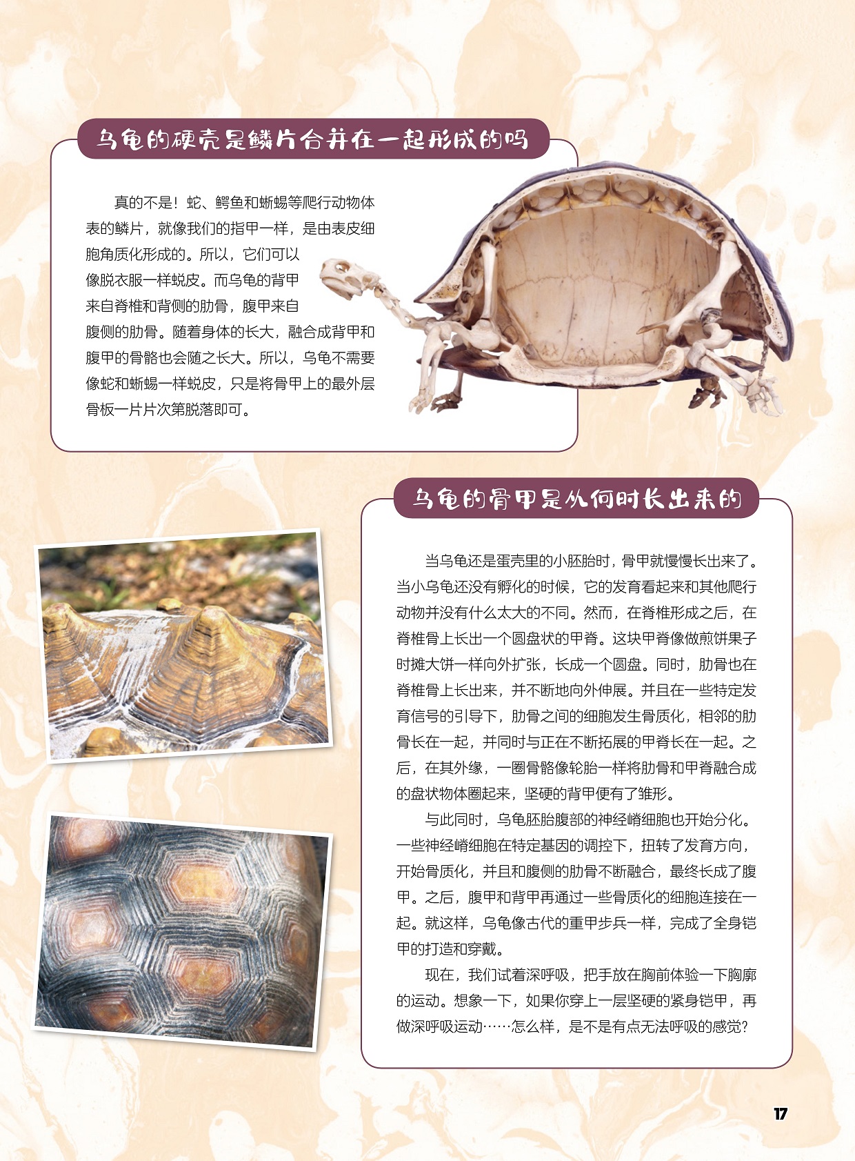 乌龟的硬壳是鳞片不是合并在一起形成的,乌龟的骨甲是从何时长出来的