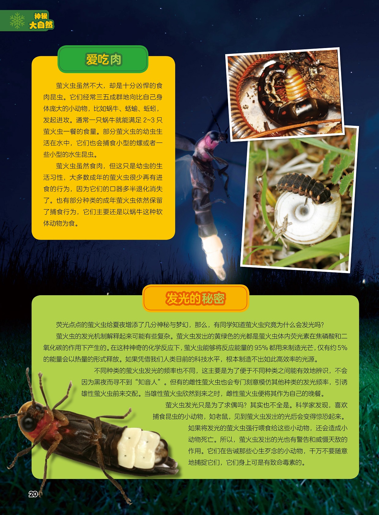 萤火虫是十分凶悍的食肉昆虫,萤火虫发出的光也有警告和威慑天敌的作用