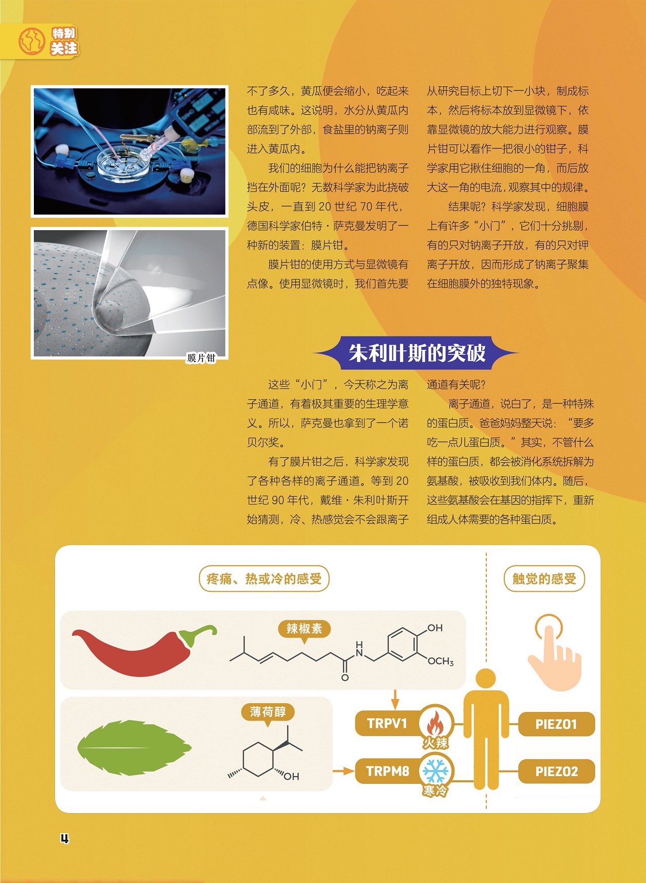 朱利叶斯的突破,有了膜片钳之后科学家发现了各种各样的离子通道