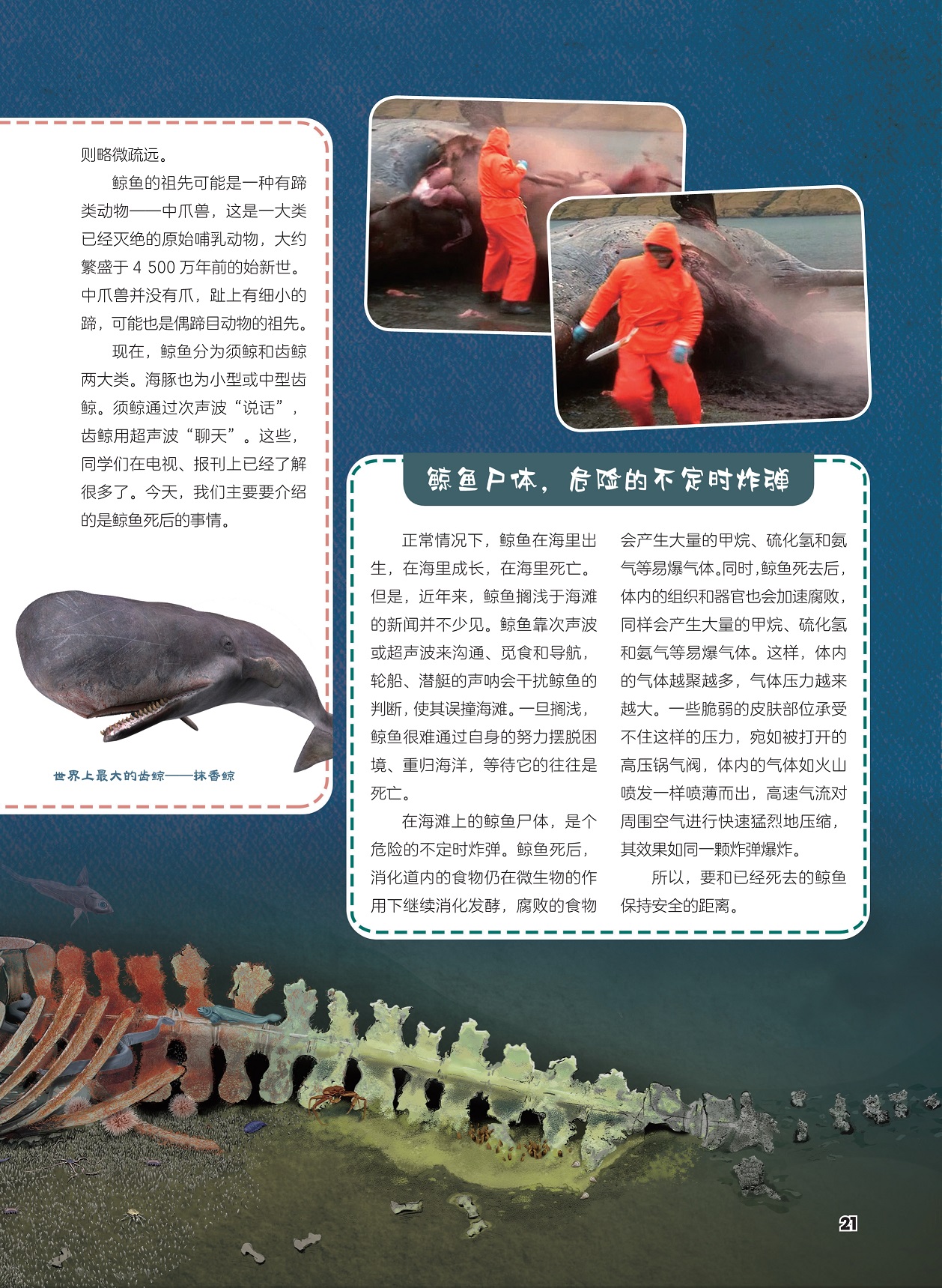 中爪兽是已经灭绝的原始哺乳动物,要和已经死去的鲸鱼保持安全的距离