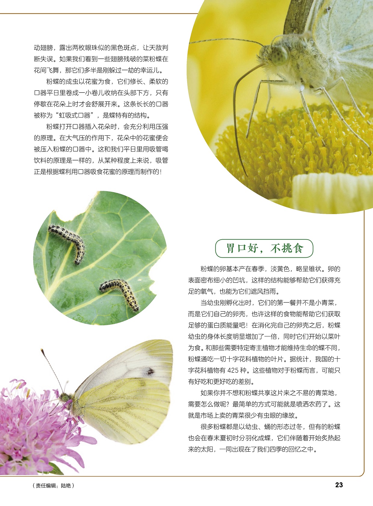 粉蝶的成虫以花蜜为食,粉蝶的卵基本产在春季