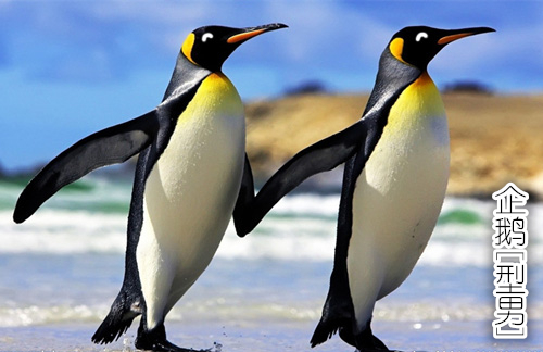 企鹅1.jpg