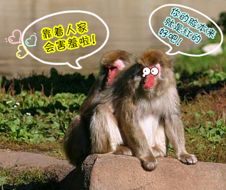 日本猕猴1.jpg