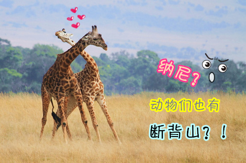 文章1配图 搞笑版2.jpg