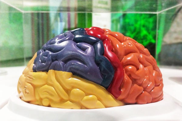 北京科学中心;人脑