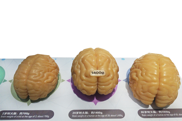 不同年龄;大脑
