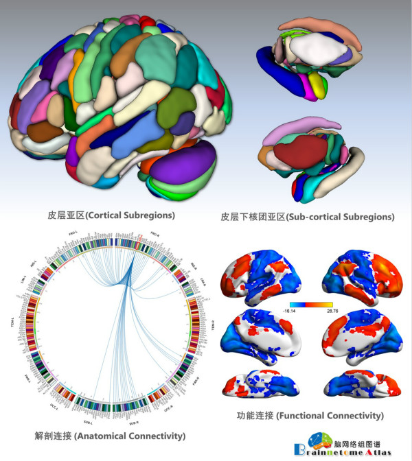 人类脑网络组图谱;精细脑区亚区;多模态连接模式