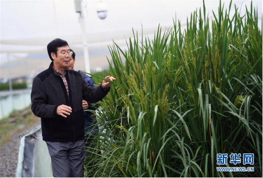 巨型稻,中国水稻发展