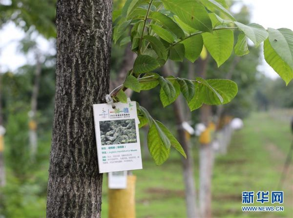 冬奥可持续发展理念,生态保护与冬奥工程,动植物保护措施