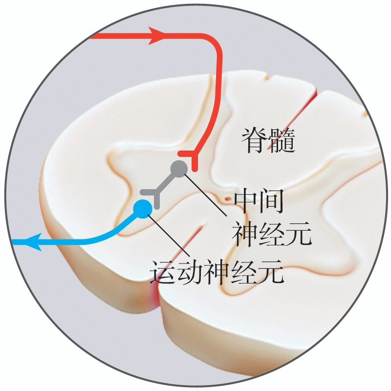 反射回路与炎症-03.gif