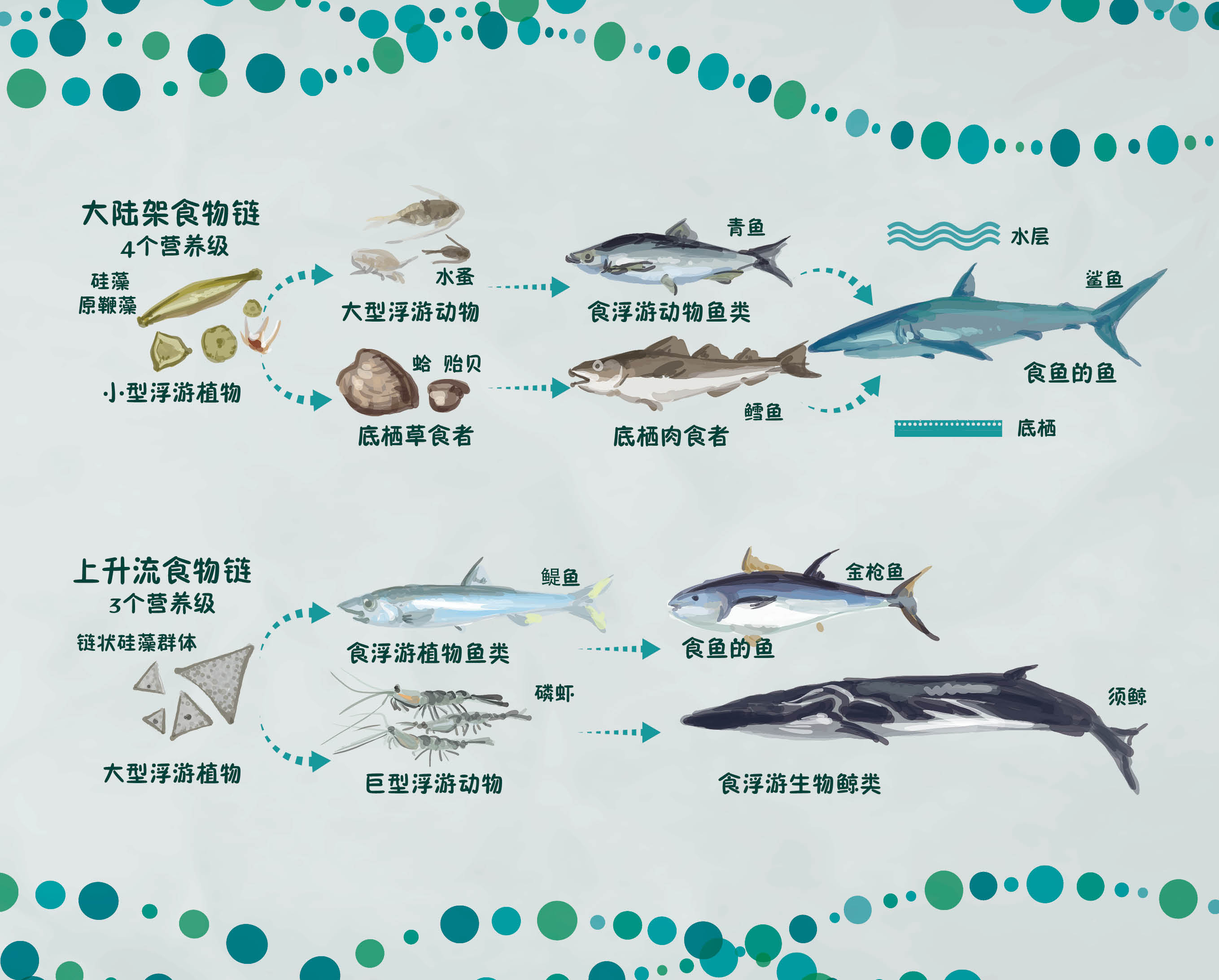 海洋生物链简笔画图片