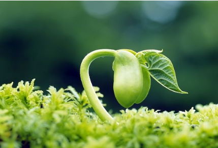 植物转转看