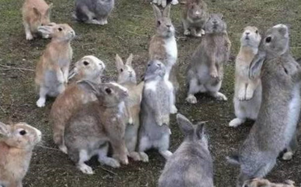 生态 平衡 生态 平衡