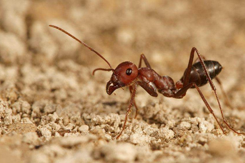 蚂蚁 生活