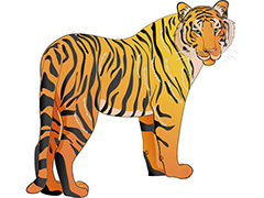 老虎全家福——不同颜色的虎