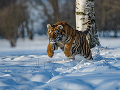 虎虎生威——老虎如何“打猎”？