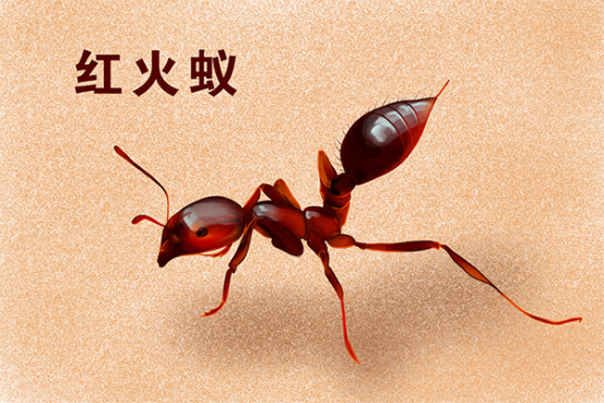 红火蚁,全球公认的百种最具危险的入侵物种,红火蚁的危害