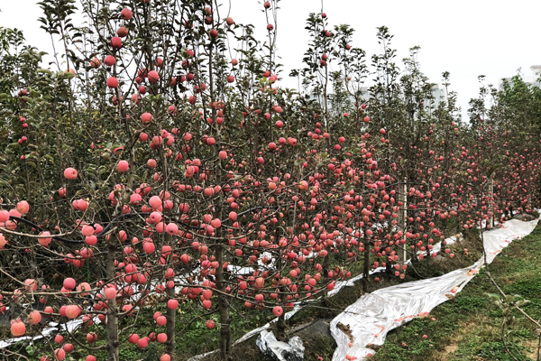 中国农民丰收节;果树院士;苹果
