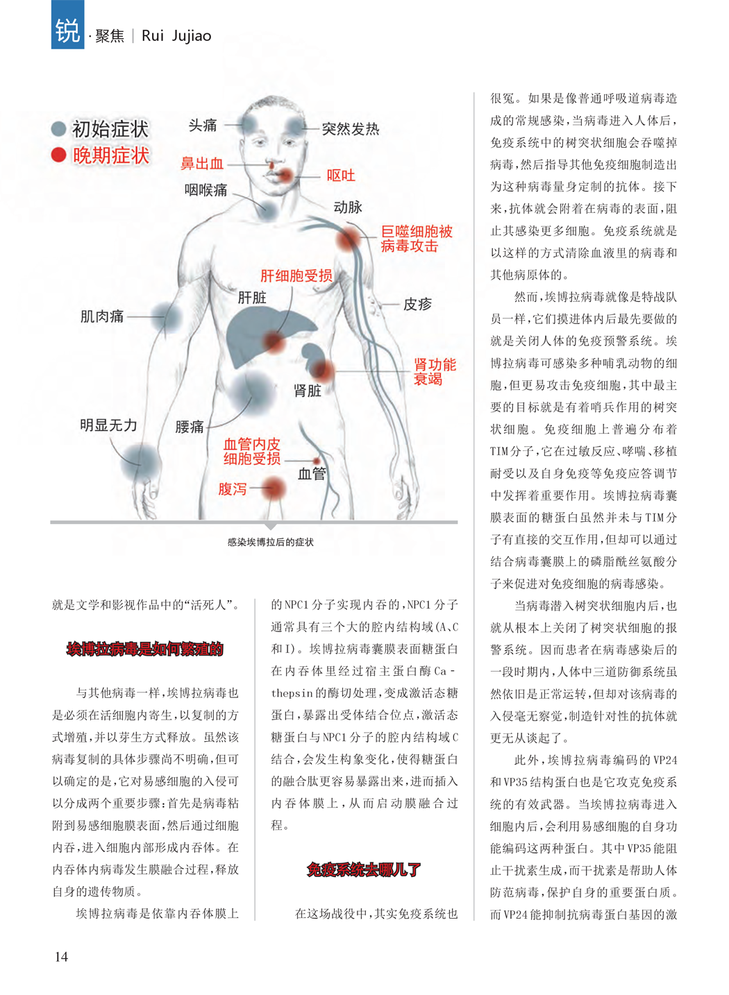 埃博拉病毒如何繁殖,埃博拉病毒危害,埃博拉与免疫系统