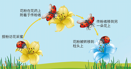 蜜蜂;农业生态系统