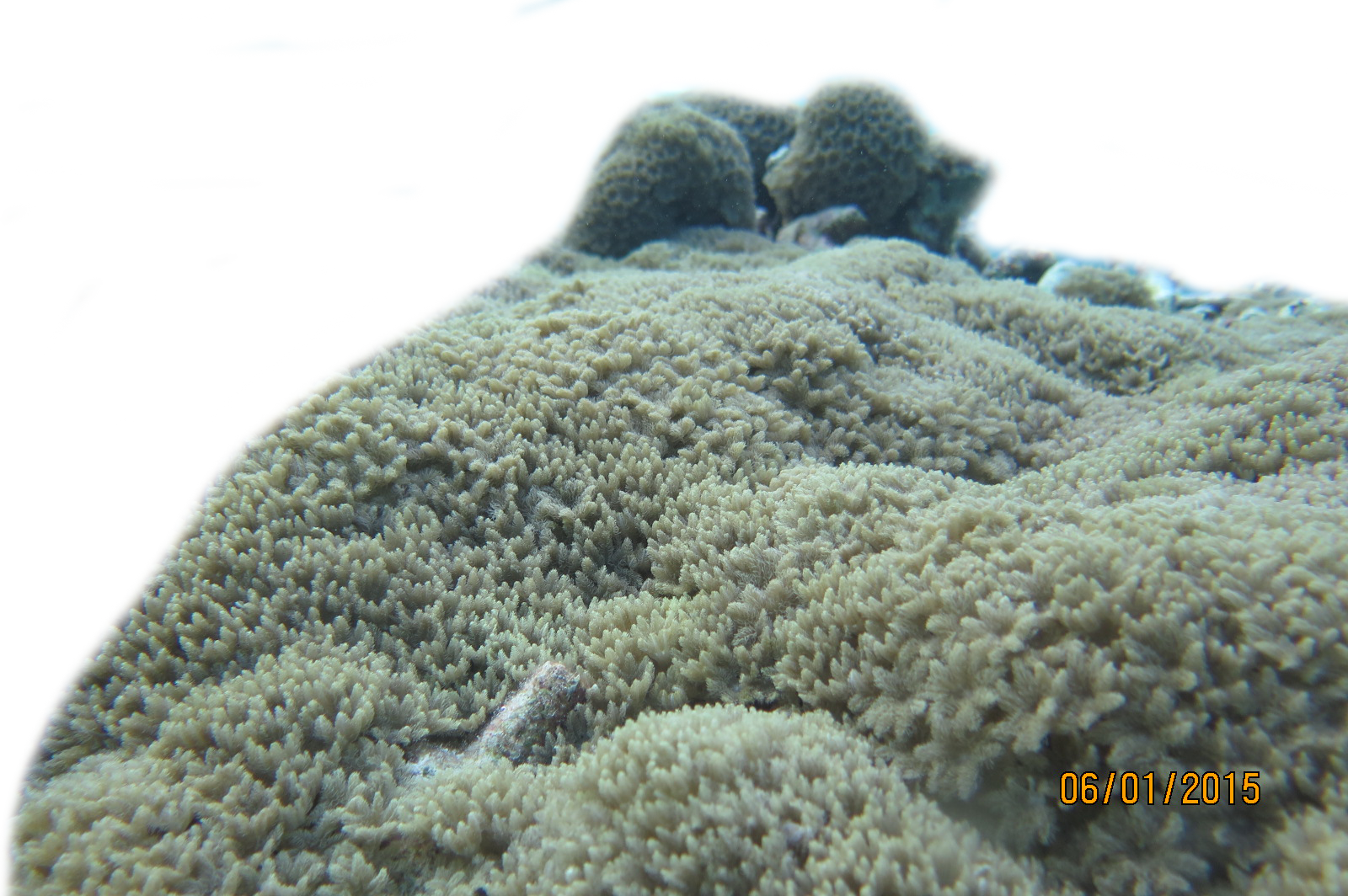 水产养殖;南海;珊瑚