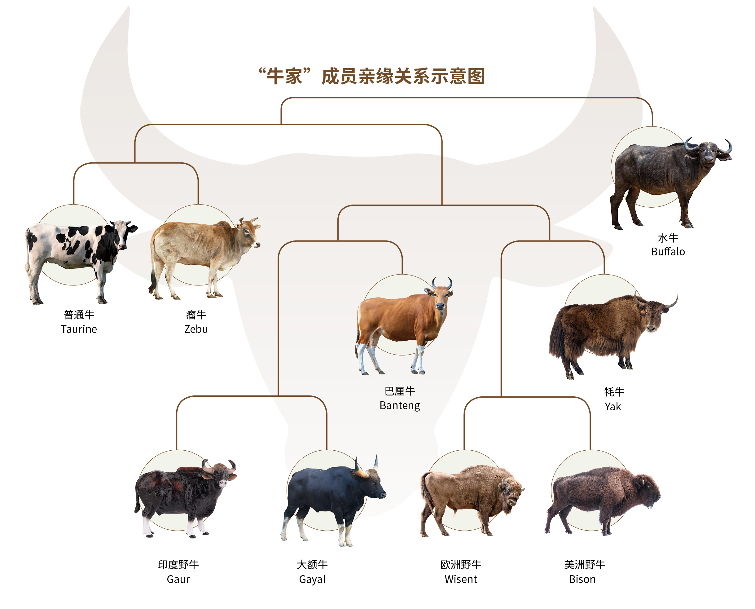 别再只吃进口牛肉了！来品鉴这些中国顶级牛肉！_牦牛