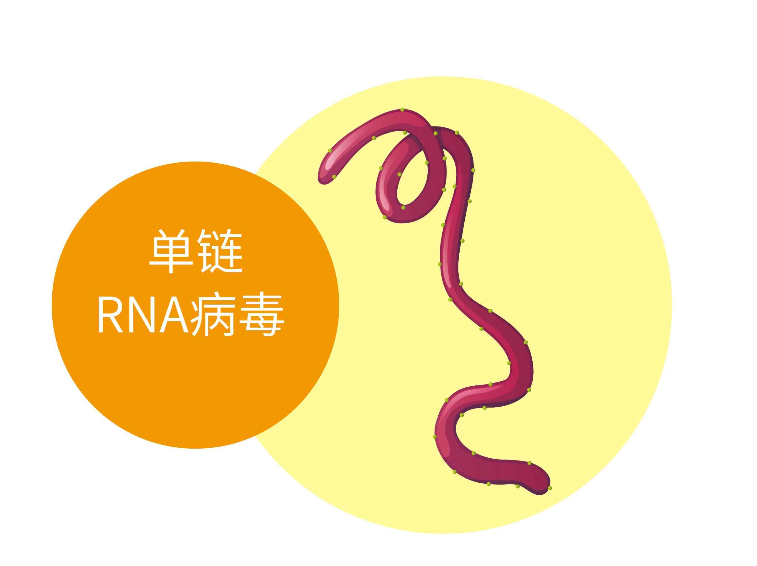 核酸检测,病毒家族,检测病毒 核酸检测,病毒家族,检测病毒
