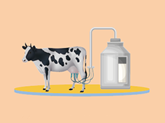 牛奶生产流程图