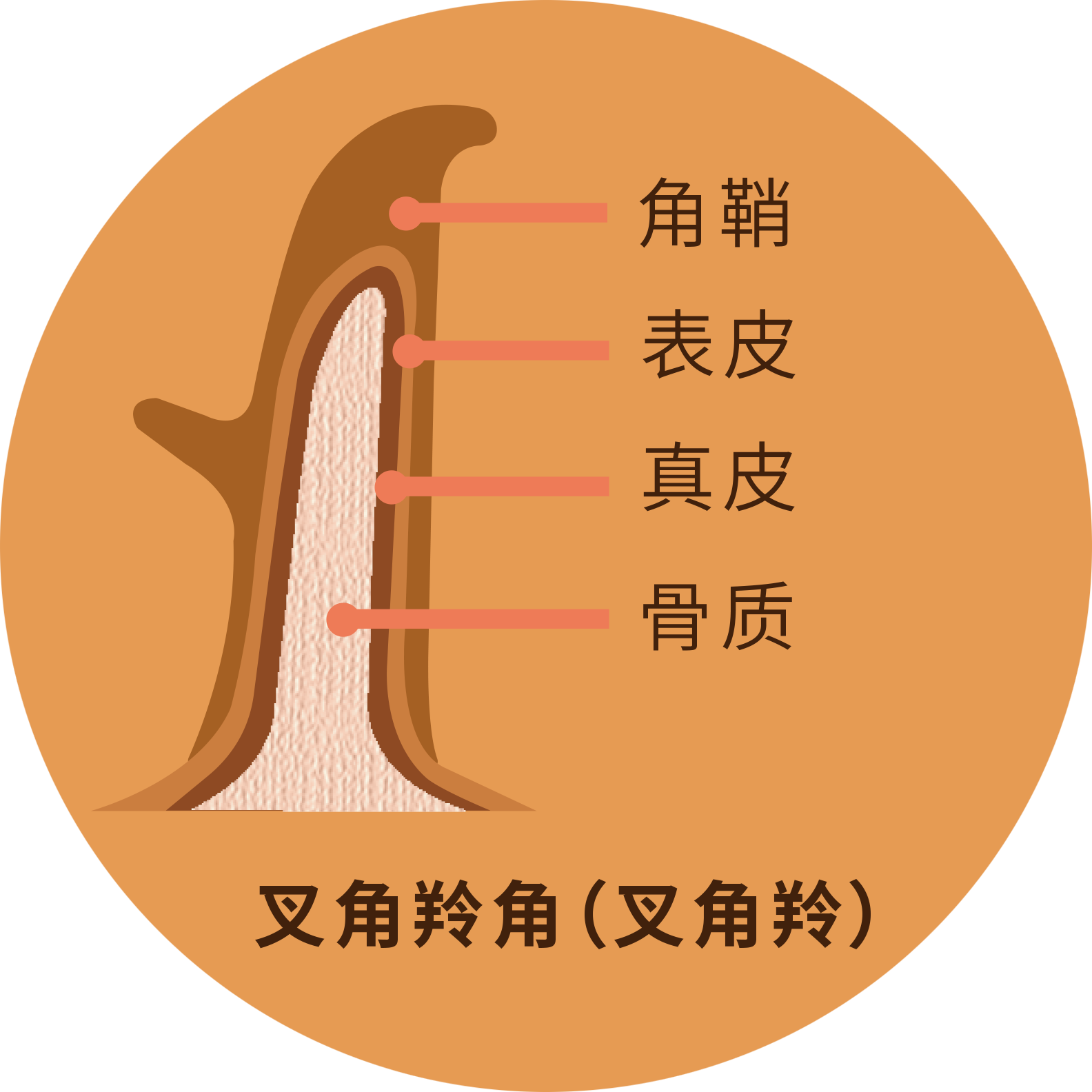 牛,羊,羚羊等牛科动物的角叫做"洞角",成对长在头骨上,其结构是骨心