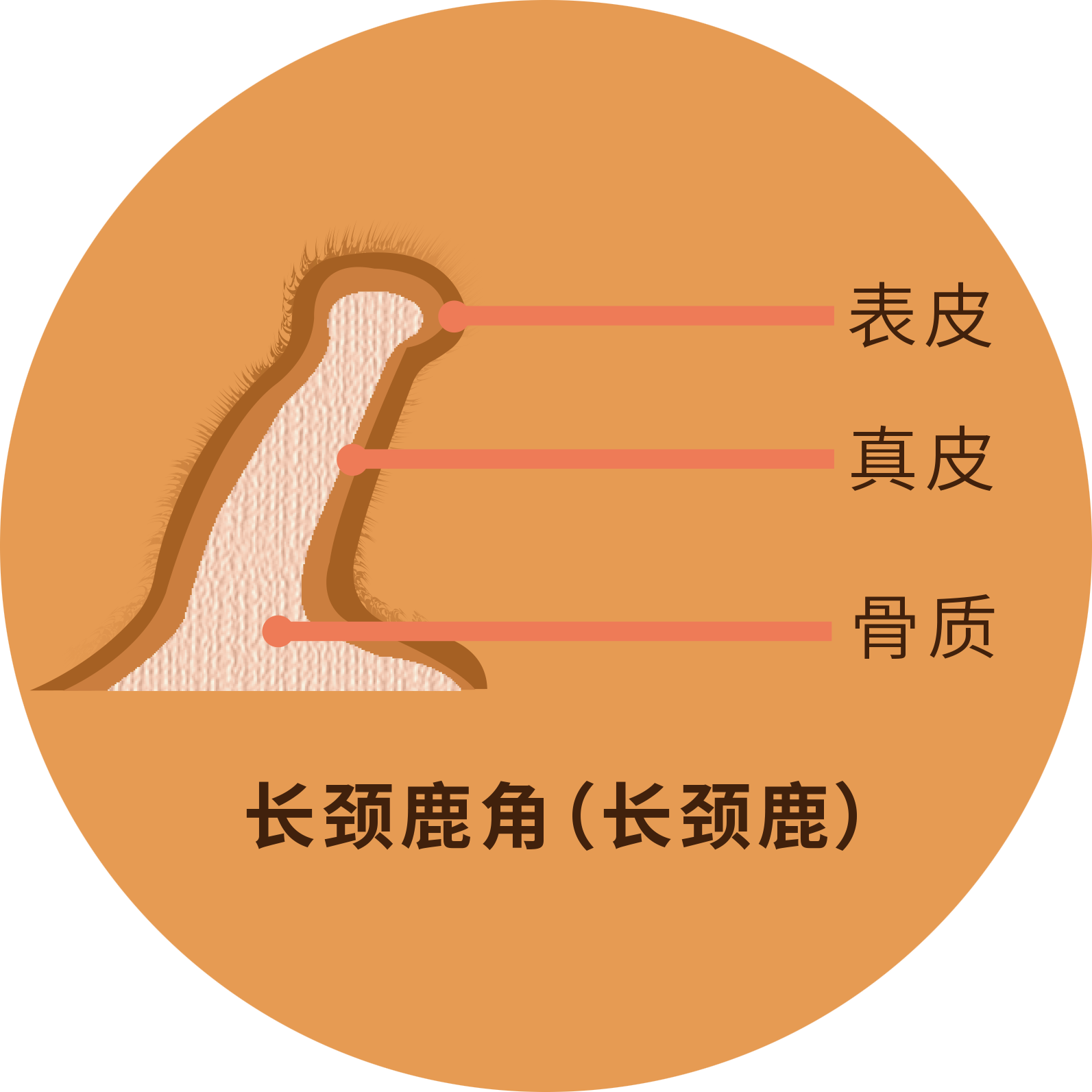 长颈鹿角 长颈鹿角