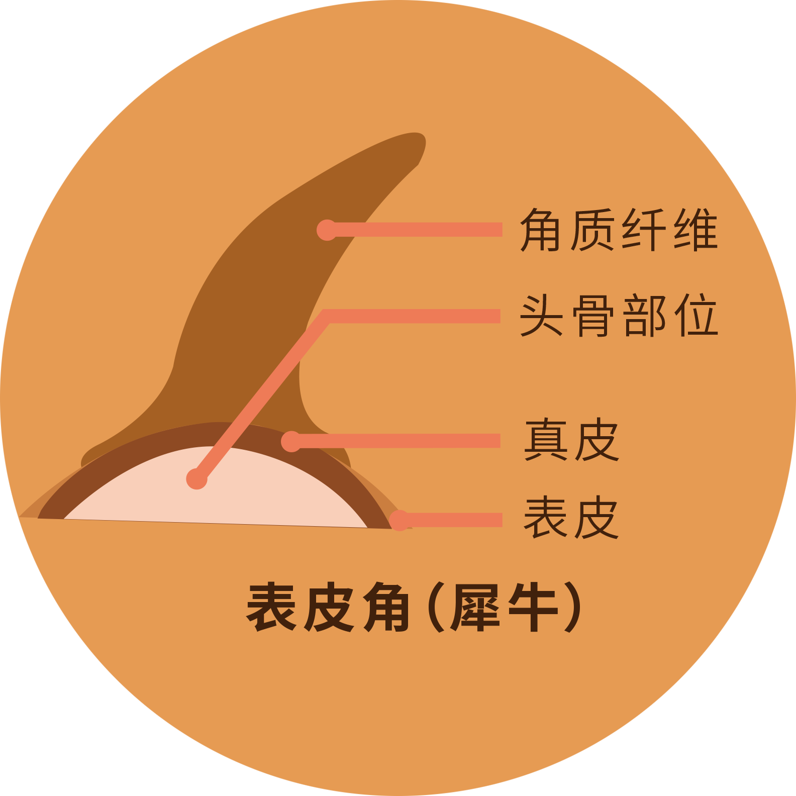 表皮角 表皮角