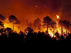 森林大火即将成为常态？