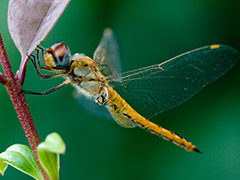 气候变化或让雄性蜻蜓更难找到对象