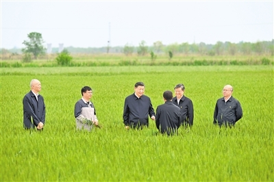 黄骅市旧城镇仙庄片区旱碱地麦田考察