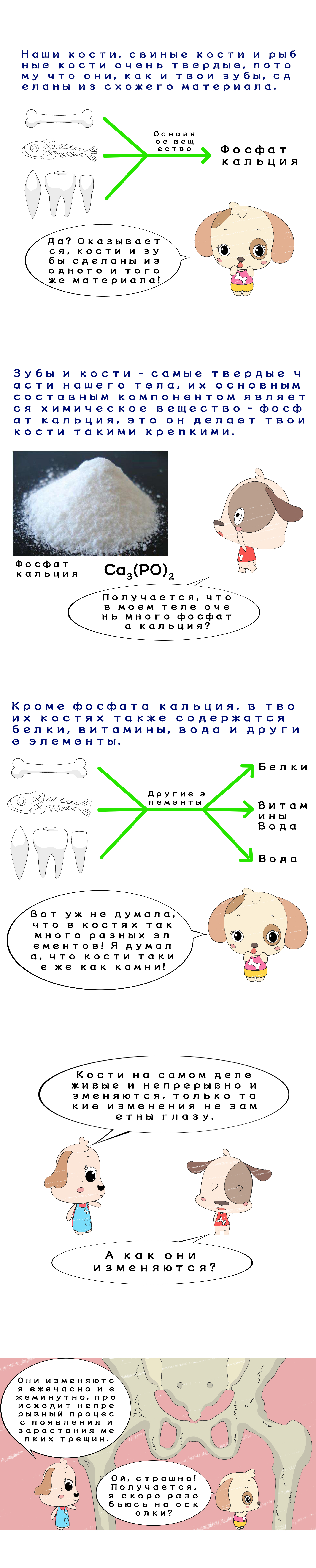 Из чего состоят кости?