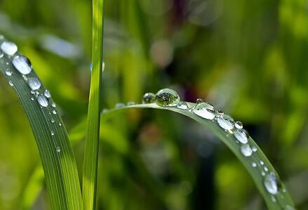 من أين يأتي الندى؟ من أين يأتي الندى؟