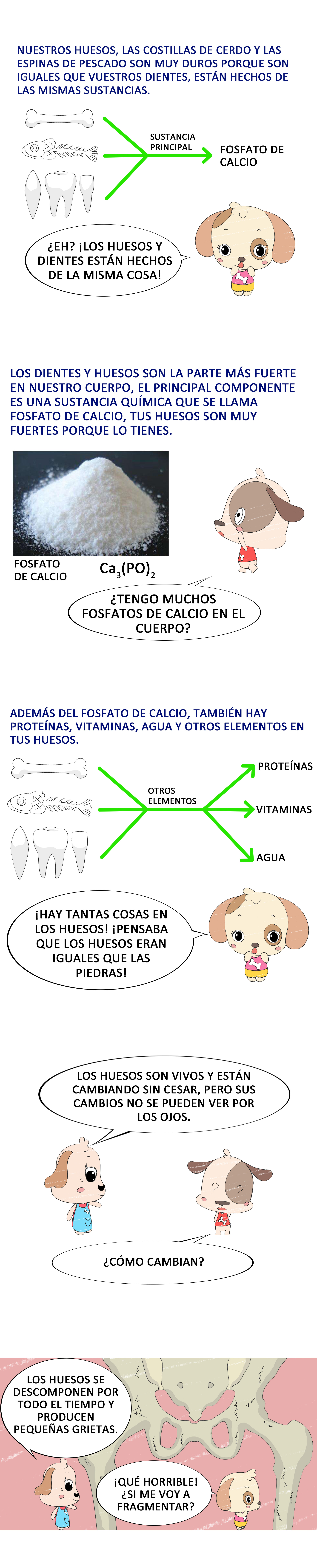 ¿Cuál es la composición del hueso?