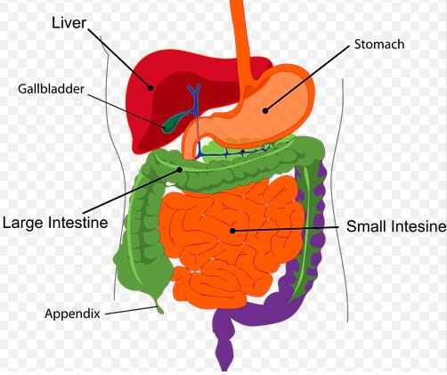 ¿Cómo se forma el cálculo biliar? ¿Cómo se forma el cálculo biliar?